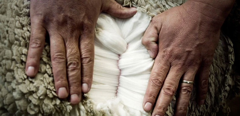 撥開綿羊身上的羊毛