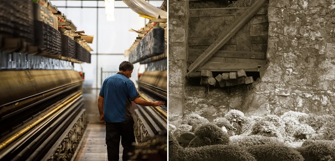 Holland&Sherry工廠及羊群