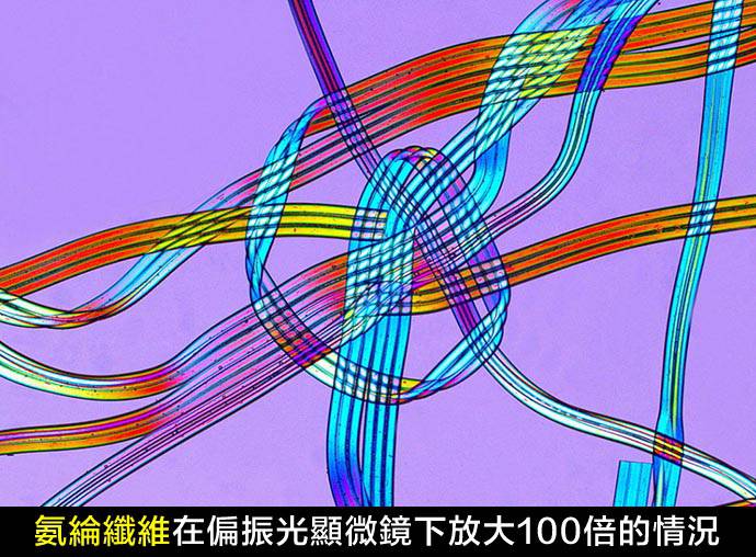 彈性纖維在顯微鏡下放大100倍2-