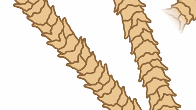 纖維在外力的情況下