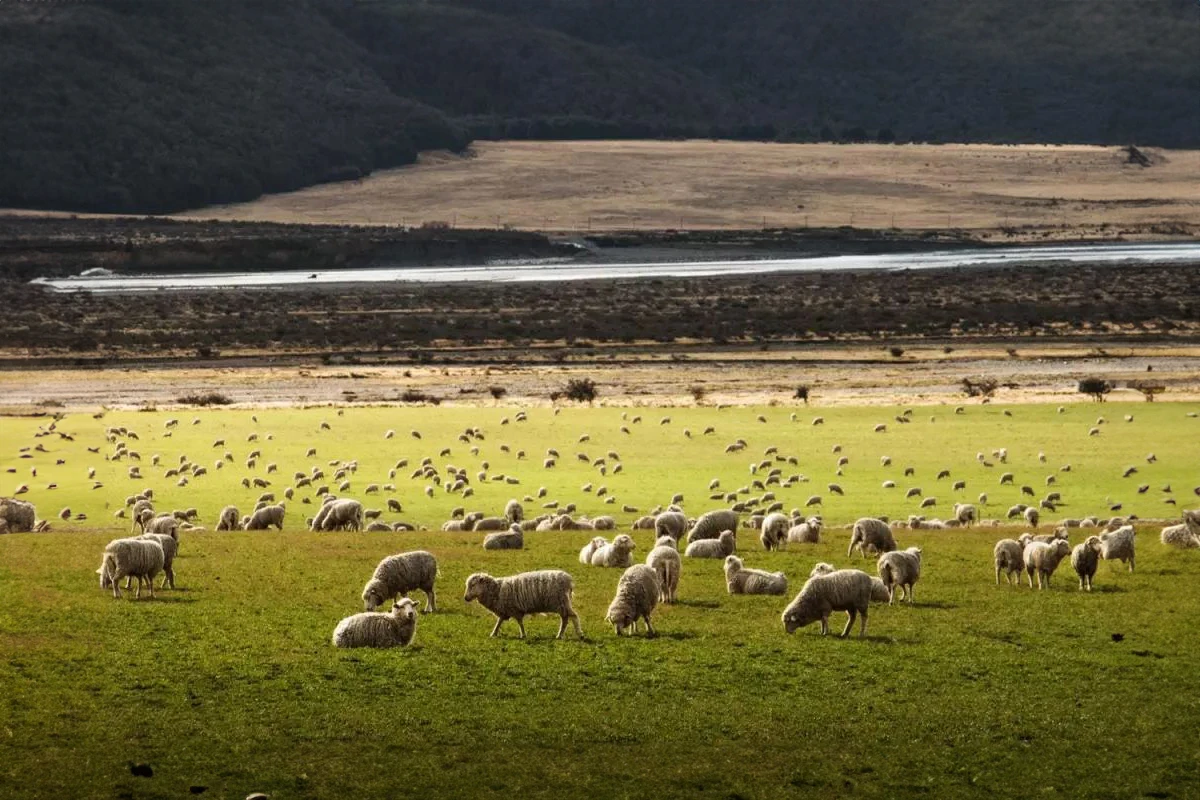 紐西蘭草原上的羊群