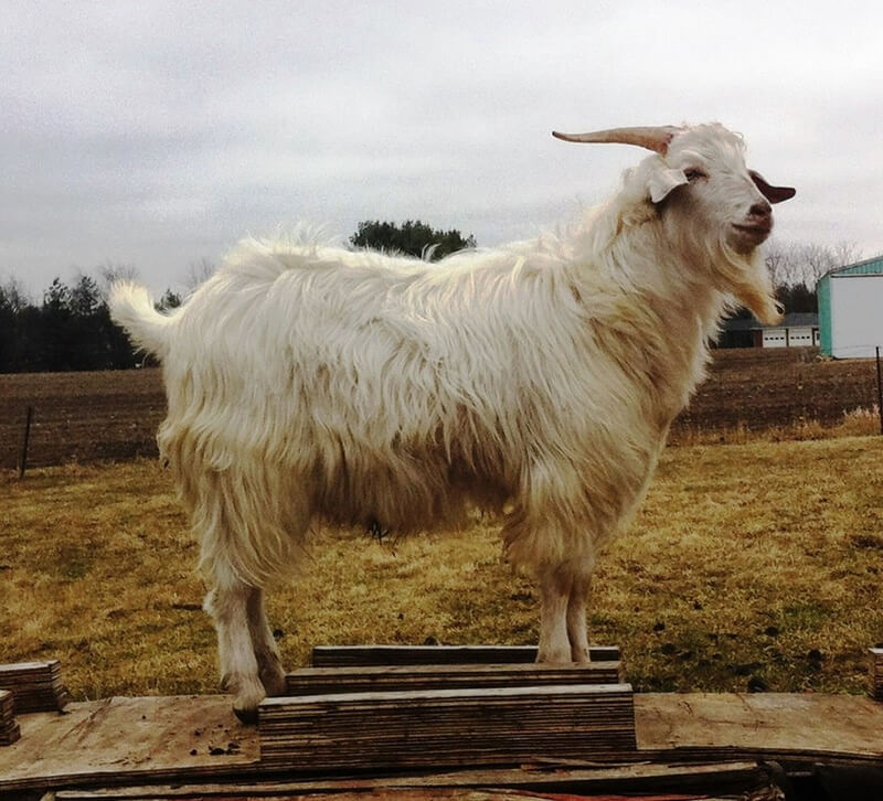 羊絨是指山羊在嚴冬時生長出一層細密豐厚的絨毛