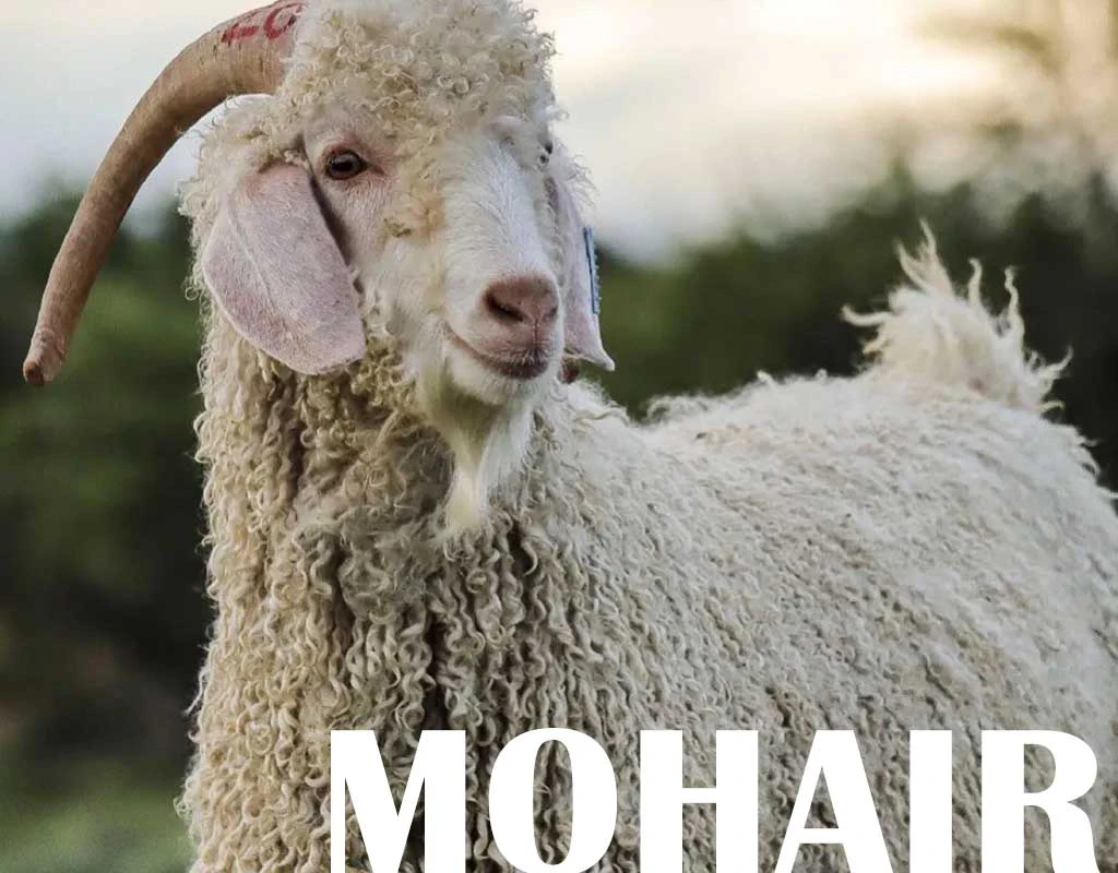 馬海毛Mohair