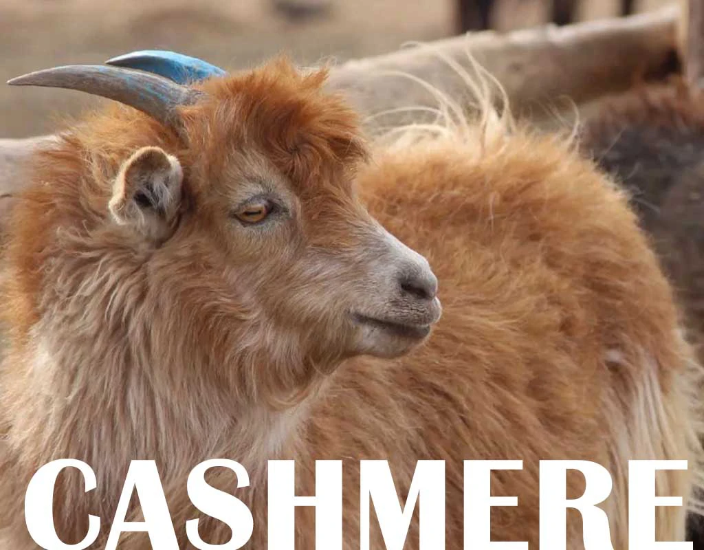 羊絨Cashmere