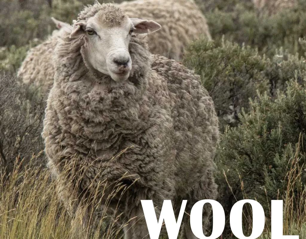 棉羊wool