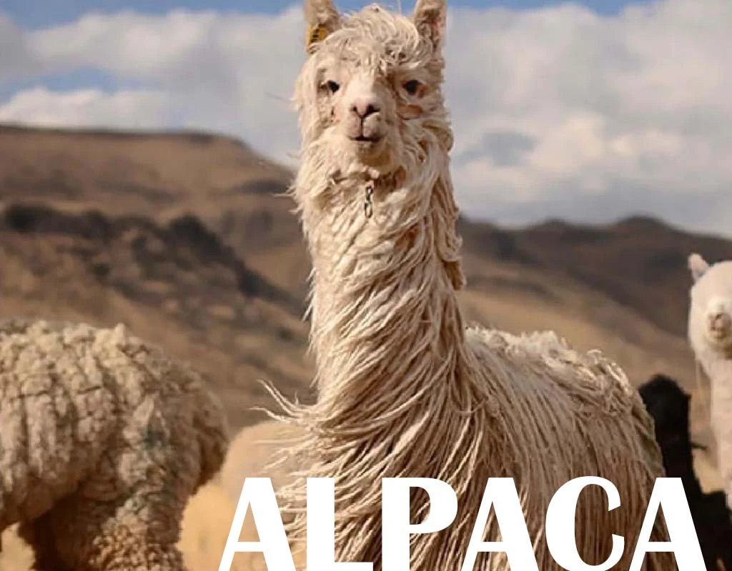 羊駝毛Alpaca